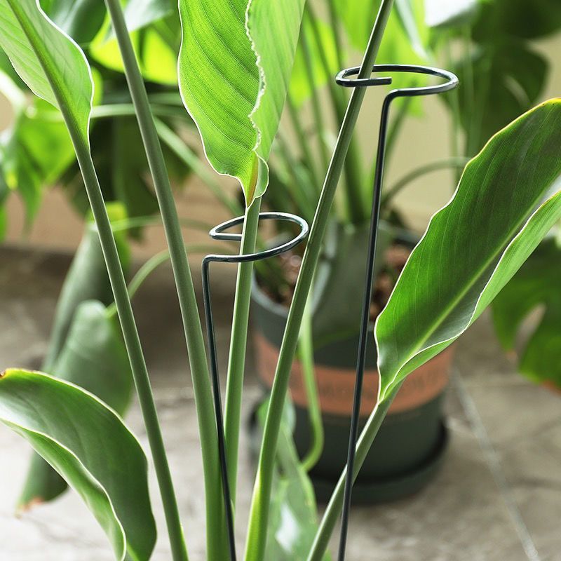 1/10pcs Garden Support Stake R - Gardening Tools Hoe 评论和价格