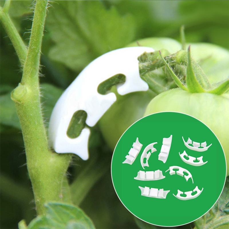 50/100pcs Botany-stem Vine Str - Gardening Tools Hoe 评论和价格