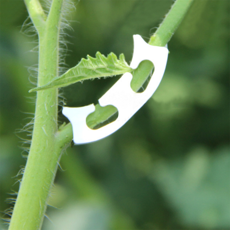 50/100pcs Botany-stem Vine Str - Gardening Tools Hoe 评论和价格